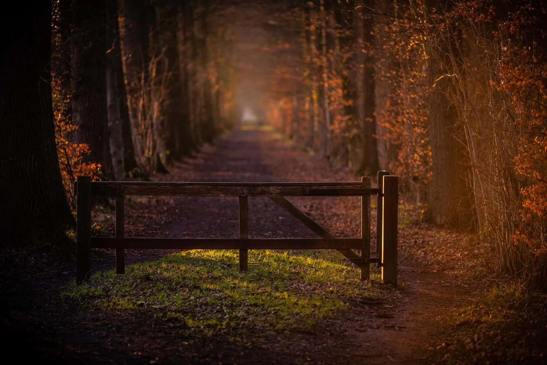 CARECOM Photography