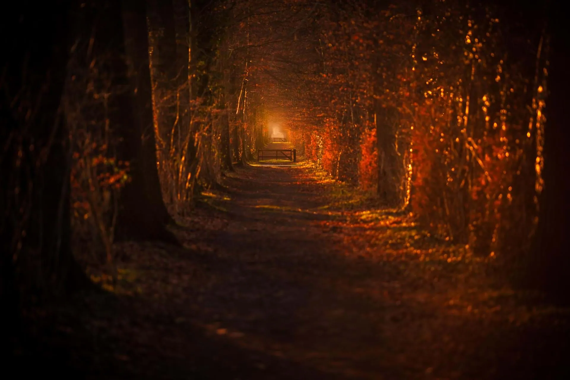 CARECOM Photography